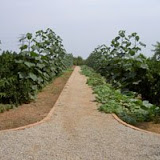 hort4.jpg
