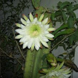 cactus.jpg