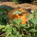 hort13.jpg