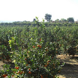 cimg0008.jpg
