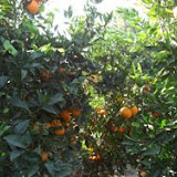 naranjas10.jpg