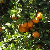 naranjas8.jpg