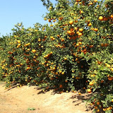 cimg0026.jpg