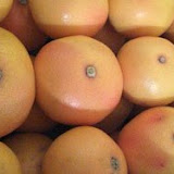 pomelos.jpg