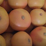 pomelos3.jpg