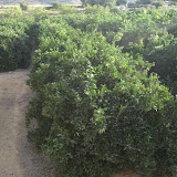 cimg0724.jpg