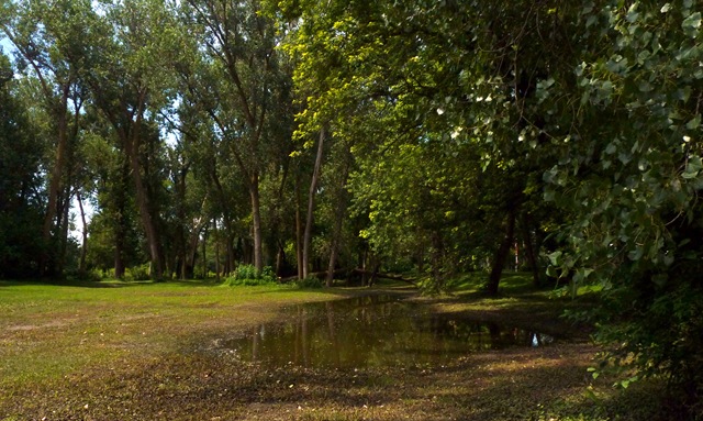 [20100708IAontheRoadLittleSiouxWoodla[6].jpg]