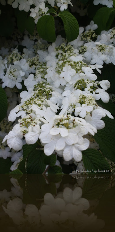 IMG_4441 IMG_4441