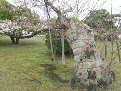 An elderly Sakura tree given help to get through the winter.