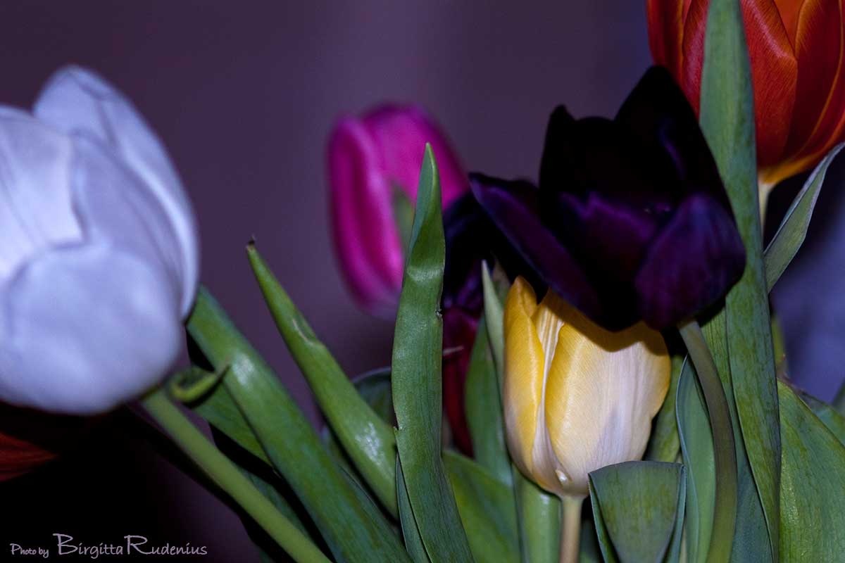 [tulips_20110130_mO[2].jpg]
