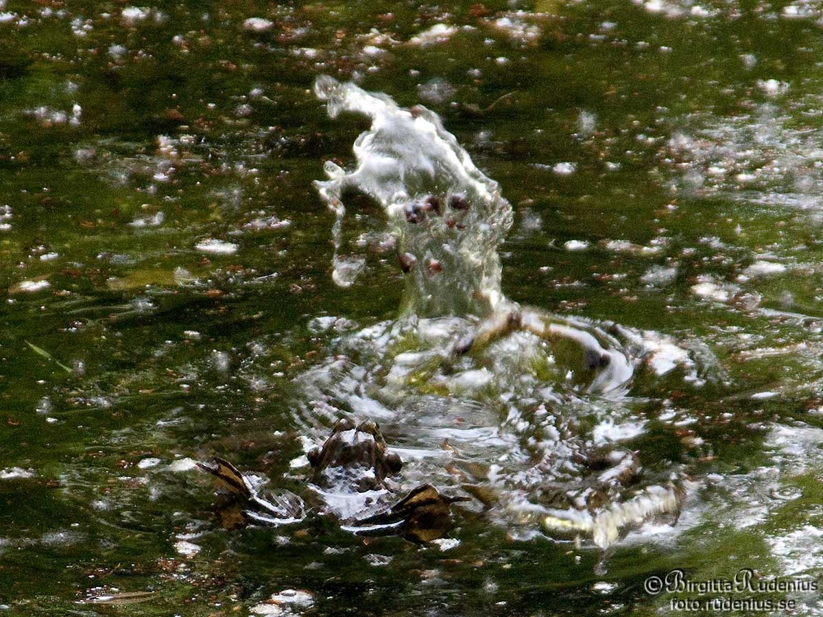 [water_20110424_frogs[2].jpg]