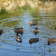 Ducks