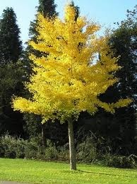 Ginkgo árbol