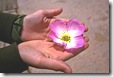 flor en manos