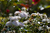 DSC_2023.jpg