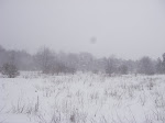 IMGP4279.JPG