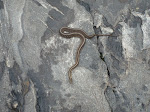 DSC01380.JPG