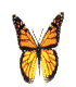 mariposas (15)
