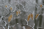 IMG_9209.JPG