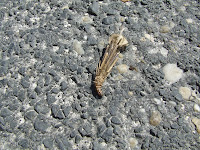 DSCF4596.JPG