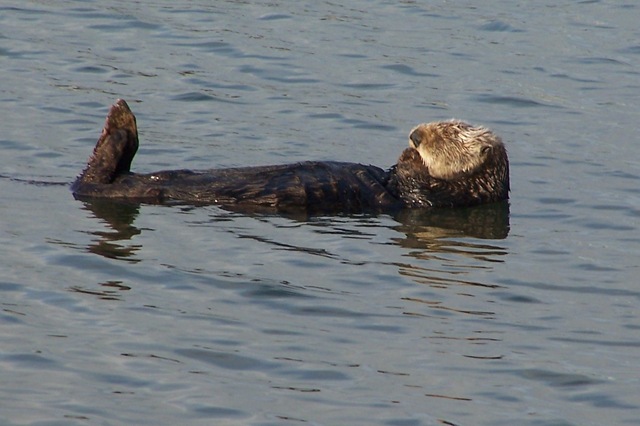 [Sea Otter[5].jpg]