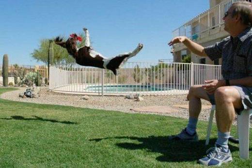 funny_dog_9.jpg