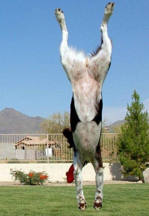 funny_dog_11.jpg