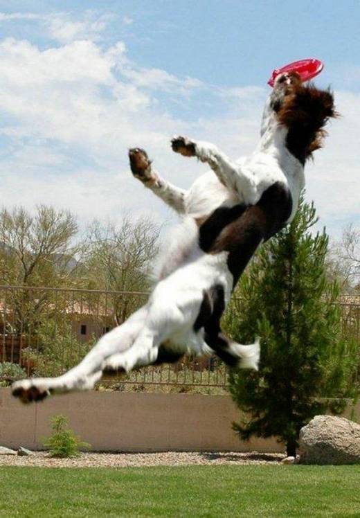 funny_dog_14.jpg