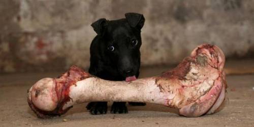 funny_animals_pictures_10.jpg