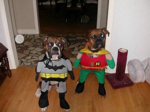 funny_animals_pictures_15.jpg