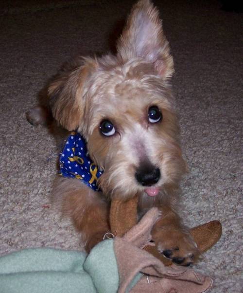 funny_animals_pictures_17.jpg