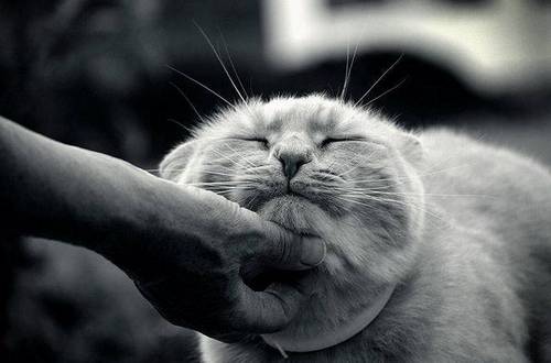 funny_animals_pictures_20.jpg