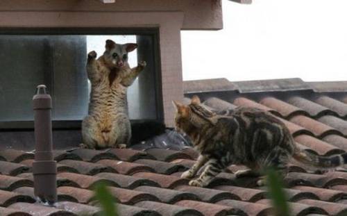 funny_animals_pictures_3.jpg