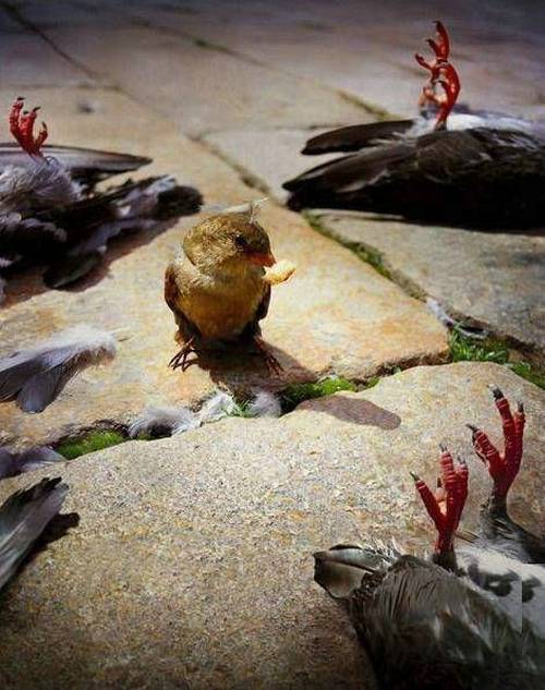 funny_animals_pictures_6.jpg