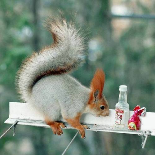 funny_animals_pictures_9.jpg