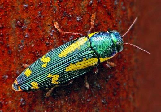 amazing_macro_photography_19.jpg