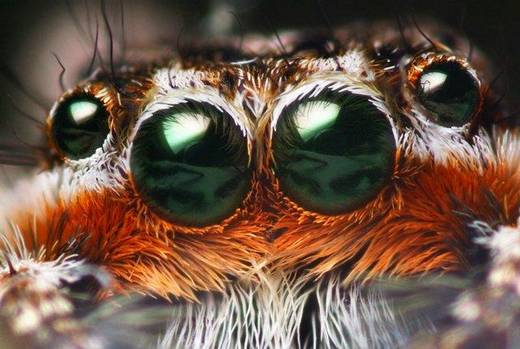 amazing_macro_photography_18.jpg