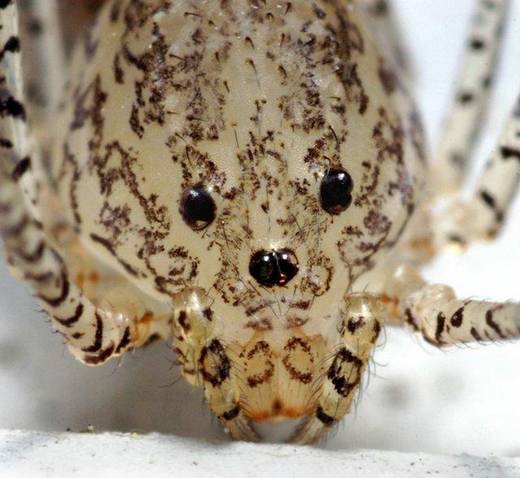 amazing_macro_photography_21.jpg