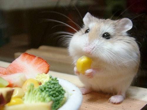 funny_animals_11.jpg