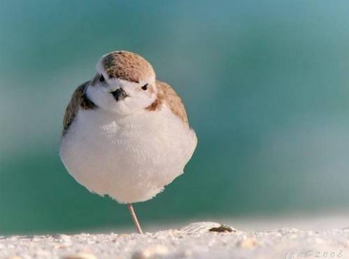 funny_animals_4.jpg