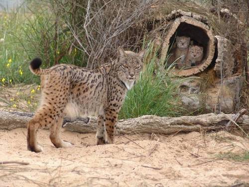 funny_animals_6.jpg