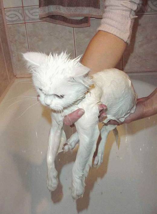 funny_bathing_cats_3.jpg