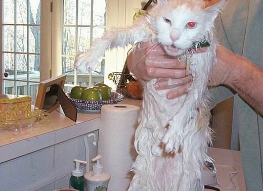 funny_bathing_cats_5.jpg