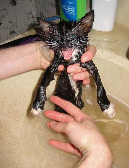 funny_bathing_cats_6.jpg