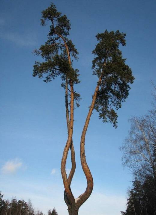 amazing_trees_15.jpg