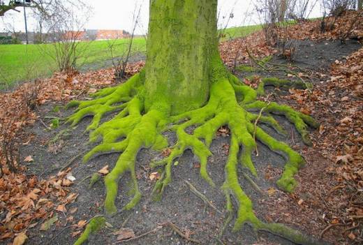 amazing_trees_16.jpg