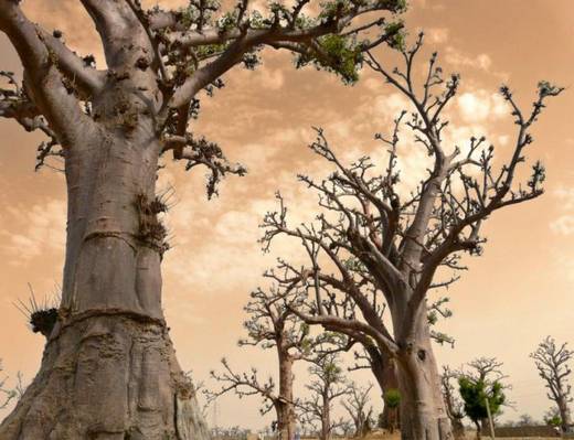amazing_trees_23.jpg