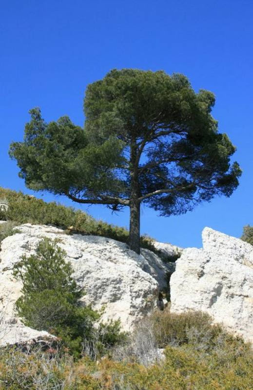 amazing_trees_26.jpg