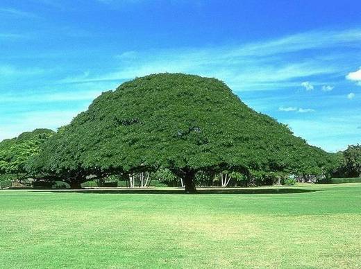 amazing_trees_27.jpg