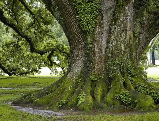 amazing_trees_28.jpg